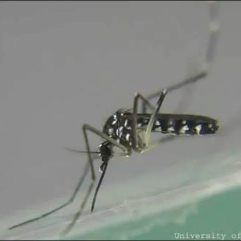 thumbnail for publication: Asian Tiger Mosquito, Aedes albopictus (Skuse) (Insecta: Diptera: Culicidae)